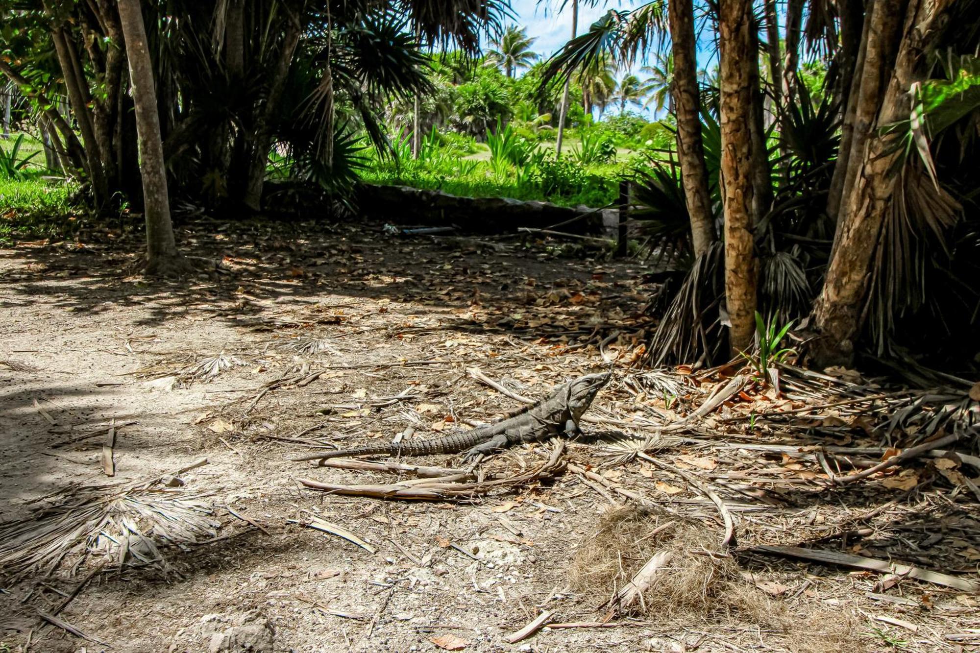 Studio @ Mestiza, 307B Tulum Exterior photo